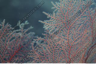 Corals 0068